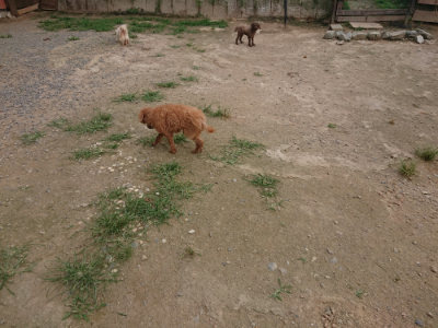 f:id:roukenhome-ann:20190708201958j:plain f:id:roukenhome-ann:20190708201958j:plain