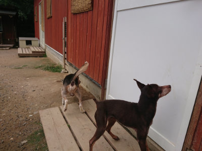 f:id:roukenhome-ann:20190708202102j:plain f:id:roukenhome-ann:20190708202102j:plain