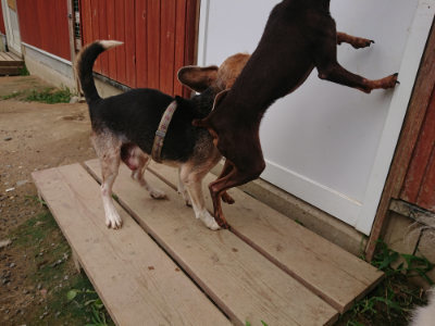 f:id:roukenhome-ann:20190708202128j:plain f:id:roukenhome-ann:20190708202128j:plain
