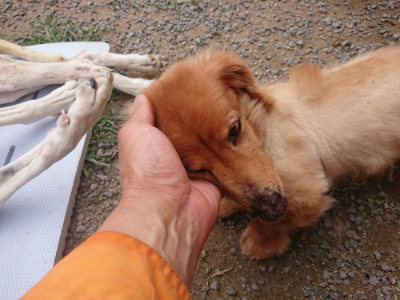 f:id:roukenhome-ann:20190708202206j:plain f:id:roukenhome-ann:20190708202206j:plain