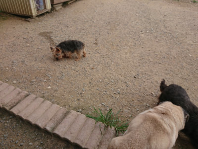 f:id:roukenhome-ann:20190708202304j:plain f:id:roukenhome-ann:20190708202304j:plain