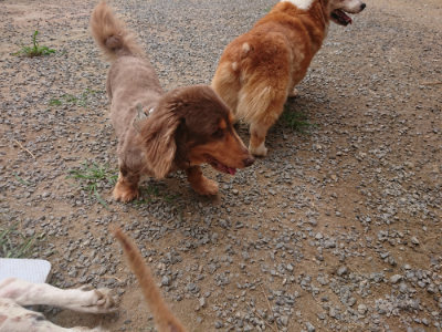 f:id:roukenhome-ann:20190708202312j:plain f:id:roukenhome-ann:20190708202312j:plain