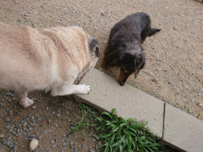 f:id:roukenhome-ann:20190708202324j:plain f:id:roukenhome-ann:20190708202324j:plain