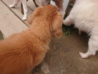 f:id:roukenhome-ann:20190708202339j:plain f:id:roukenhome-ann:20190708202339j:plain