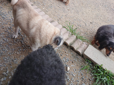 f:id:roukenhome-ann:20190708202345j:plain f:id:roukenhome-ann:20190708202345j:plain