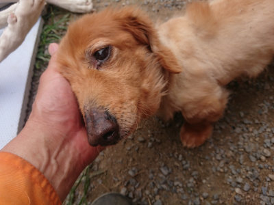 f:id:roukenhome-ann:20190708202356j:plain f:id:roukenhome-ann:20190708202356j:plain