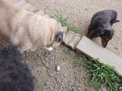 f:id:roukenhome-ann:20190708202401j:plain f:id:roukenhome-ann:20190708202401j:plain