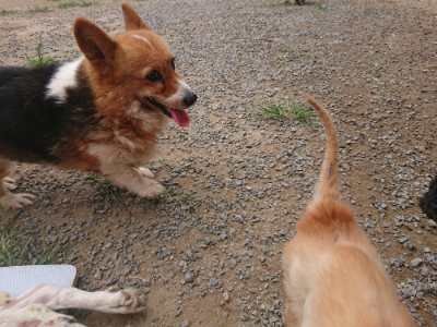 f:id:roukenhome-ann:20190708202508j:plain f:id:roukenhome-ann:20190708202508j:plain