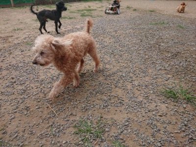 f:id:roukenhome-ann:20190708202712j:plain f:id:roukenhome-ann:20190708202712j:plain