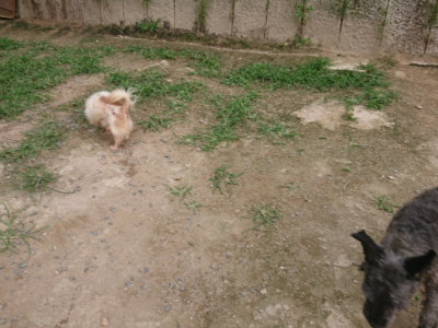 f:id:roukenhome-ann:20190708202807j:plain f:id:roukenhome-ann:20190708202807j:plain