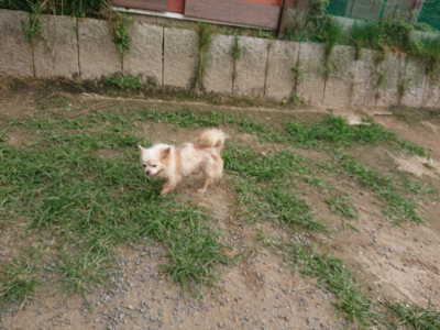 f:id:roukenhome-ann:20190708202814j:plain f:id:roukenhome-ann:20190708202814j:plain