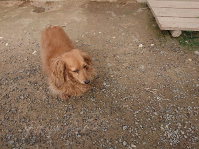 f:id:roukenhome-ann:20190708202828j:plain f:id:roukenhome-ann:20190708202828j:plain