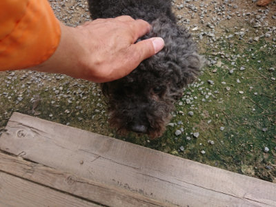 f:id:roukenhome-ann:20190708202900j:plain f:id:roukenhome-ann:20190708202900j:plain