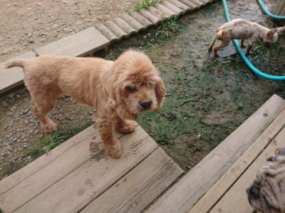 f:id:roukenhome-ann:20190708202918j:plain f:id:roukenhome-ann:20190708202918j:plain