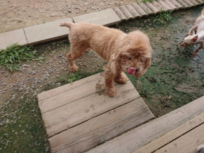 f:id:roukenhome-ann:20190708202926j:plain f:id:roukenhome-ann:20190708202926j:plain