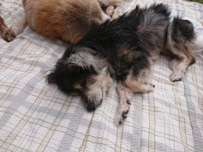 f:id:roukenhome-ann:20190708203008j:plain f:id:roukenhome-ann:20190708203008j:plain