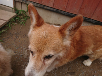 f:id:roukenhome-ann:20190708203019j:plain f:id:roukenhome-ann:20190708203019j:plain