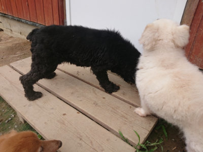 f:id:roukenhome-ann:20190708203055j:plain f:id:roukenhome-ann:20190708203055j:plain