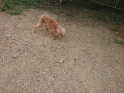 f:id:roukenhome-ann:20190708204905j:plain f:id:roukenhome-ann:20190708204905j:plain