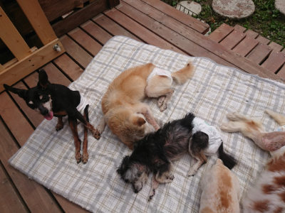 f:id:roukenhome-ann:20190708204912j:plain f:id:roukenhome-ann:20190708204912j:plain