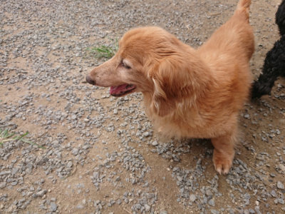 f:id:roukenhome-ann:20190708204935j:plain f:id:roukenhome-ann:20190708204935j:plain
