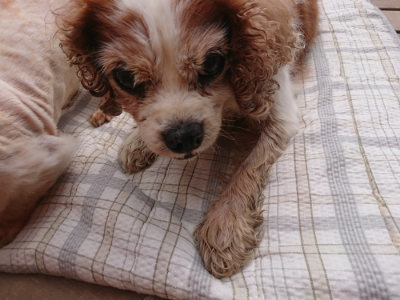 f:id:roukenhome-ann:20190708204948j:plain f:id:roukenhome-ann:20190708204948j:plain
