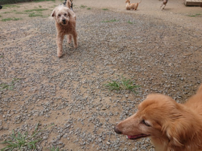 f:id:roukenhome-ann:20190708204954j:plain f:id:roukenhome-ann:20190708204954j:plain