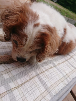 f:id:roukenhome-ann:20190708205004j:plain f:id:roukenhome-ann:20190708205004j:plain