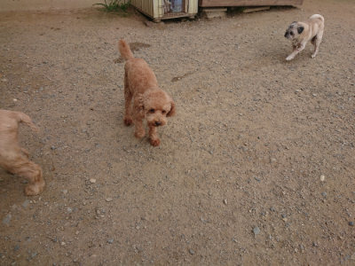 f:id:roukenhome-ann:20190708205045j:plain f:id:roukenhome-ann:20190708205045j:plain