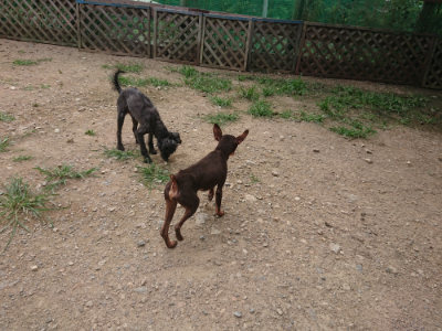 f:id:roukenhome-ann:20190708205100j:plain f:id:roukenhome-ann:20190708205100j:plain