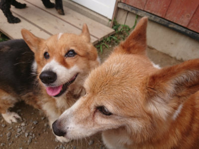f:id:roukenhome-ann:20190708205114j:plain f:id:roukenhome-ann:20190708205114j:plain