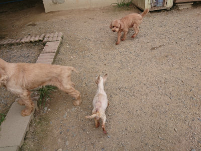 f:id:roukenhome-ann:20190708205137j:plain f:id:roukenhome-ann:20190708205137j:plain