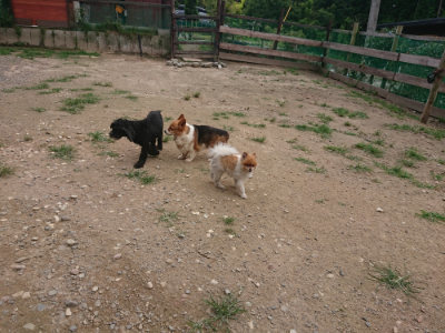 f:id:roukenhome-ann:20190708205202j:plain f:id:roukenhome-ann:20190708205202j:plain