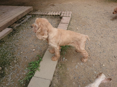 f:id:roukenhome-ann:20190708205210j:plain f:id:roukenhome-ann:20190708205210j:plain