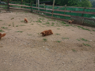 f:id:roukenhome-ann:20190708205233j:plain f:id:roukenhome-ann:20190708205233j:plain