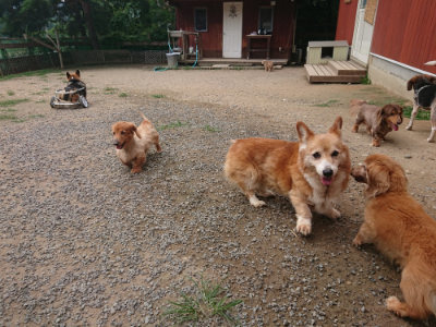 f:id:roukenhome-ann:20190708205259j:plain f:id:roukenhome-ann:20190708205259j:plain
