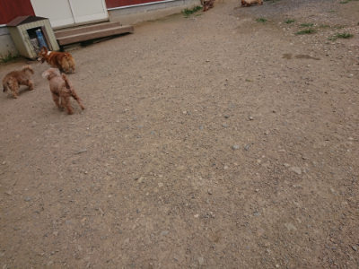 f:id:roukenhome-ann:20190708205404j:plain f:id:roukenhome-ann:20190708205404j:plain