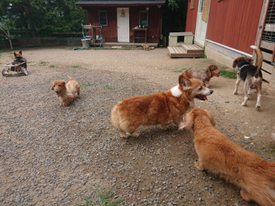 f:id:roukenhome-ann:20190708205409j:plain f:id:roukenhome-ann:20190708205409j:plain