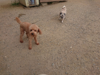 f:id:roukenhome-ann:20190708205421j:plain f:id:roukenhome-ann:20190708205421j:plain