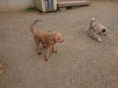 f:id:roukenhome-ann:20190708205440j:plain f:id:roukenhome-ann:20190708205440j:plain