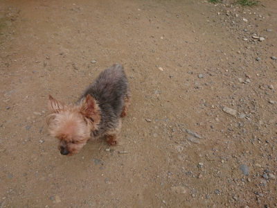 f:id:roukenhome-ann:20190708205530j:plain f:id:roukenhome-ann:20190708205530j:plain