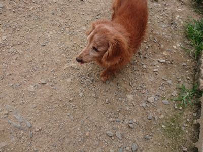 f:id:roukenhome-ann:20190708210318j:plain f:id:roukenhome-ann:20190708210318j:plain