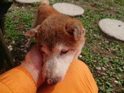 f:id:roukenhome-ann:20190708210323j:plain f:id:roukenhome-ann:20190708210323j:plain