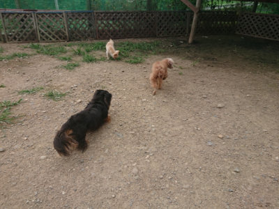 f:id:roukenhome-ann:20190708210335j:plain f:id:roukenhome-ann:20190708210335j:plain