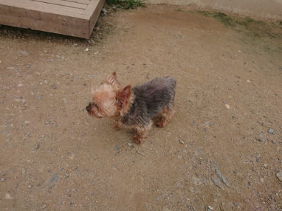 f:id:roukenhome-ann:20190708210344j:plain f:id:roukenhome-ann:20190708210344j:plain
