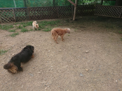 f:id:roukenhome-ann:20190708210357j:plain f:id:roukenhome-ann:20190708210357j:plain
