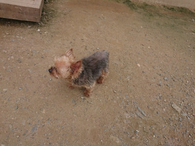 f:id:roukenhome-ann:20190708210418j:plain f:id:roukenhome-ann:20190708210418j:plain