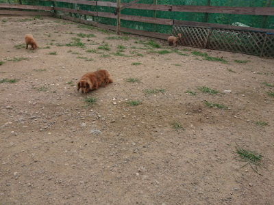 f:id:roukenhome-ann:20190708210426j:plain f:id:roukenhome-ann:20190708210426j:plain