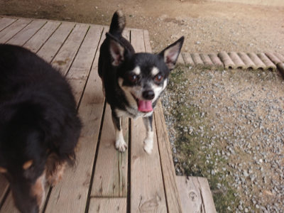 f:id:roukenhome-ann:20190708210554j:plain f:id:roukenhome-ann:20190708210554j:plain