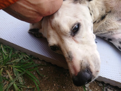 f:id:roukenhome-ann:20190708210619j:plain f:id:roukenhome-ann:20190708210619j:plain